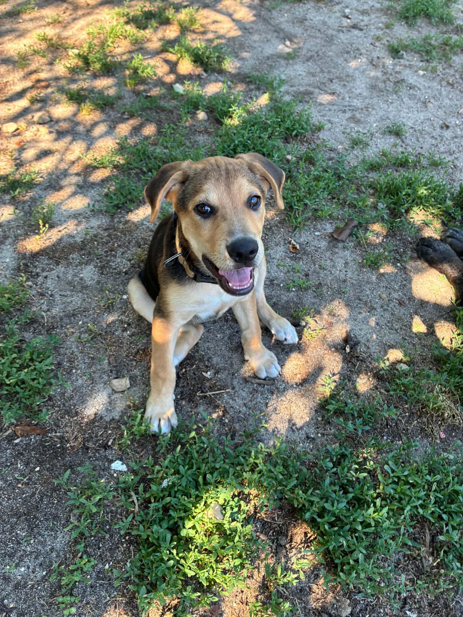 Enlarge Benjamin, a Adoptable mixed breed in Berlin, NJ image 1/1