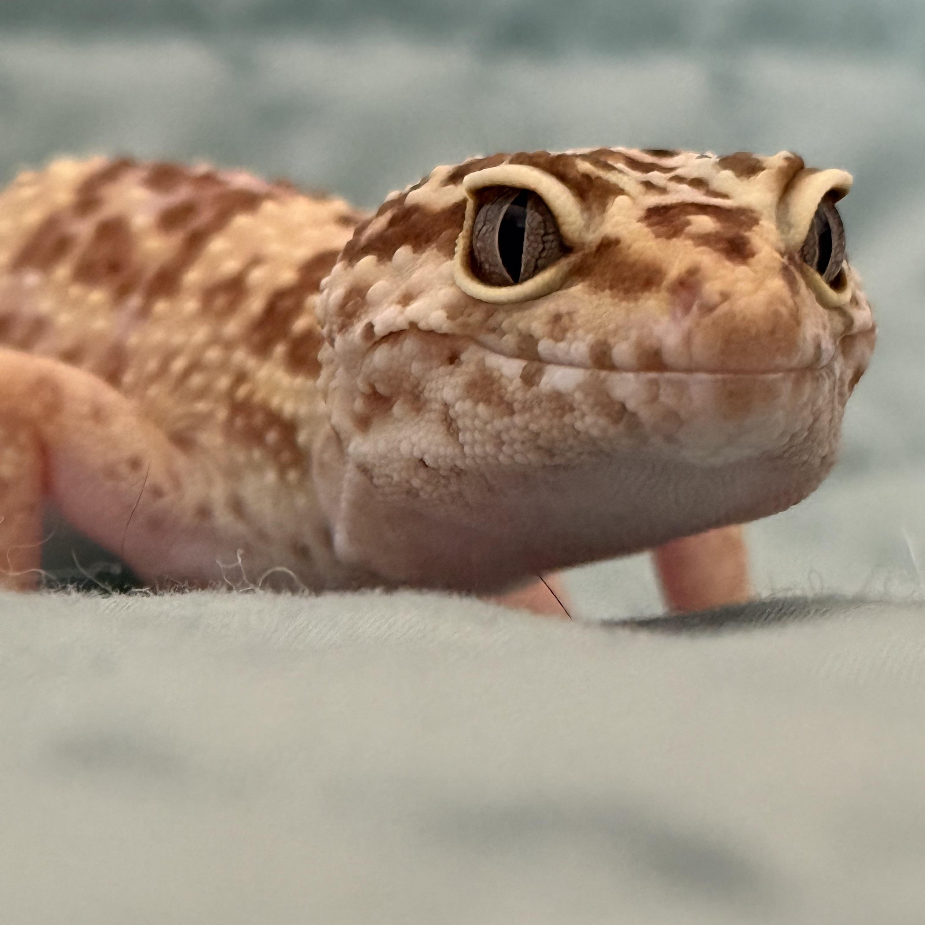 Enlarge Toffee, an adopted Gecko in warwick, RI image 1/4