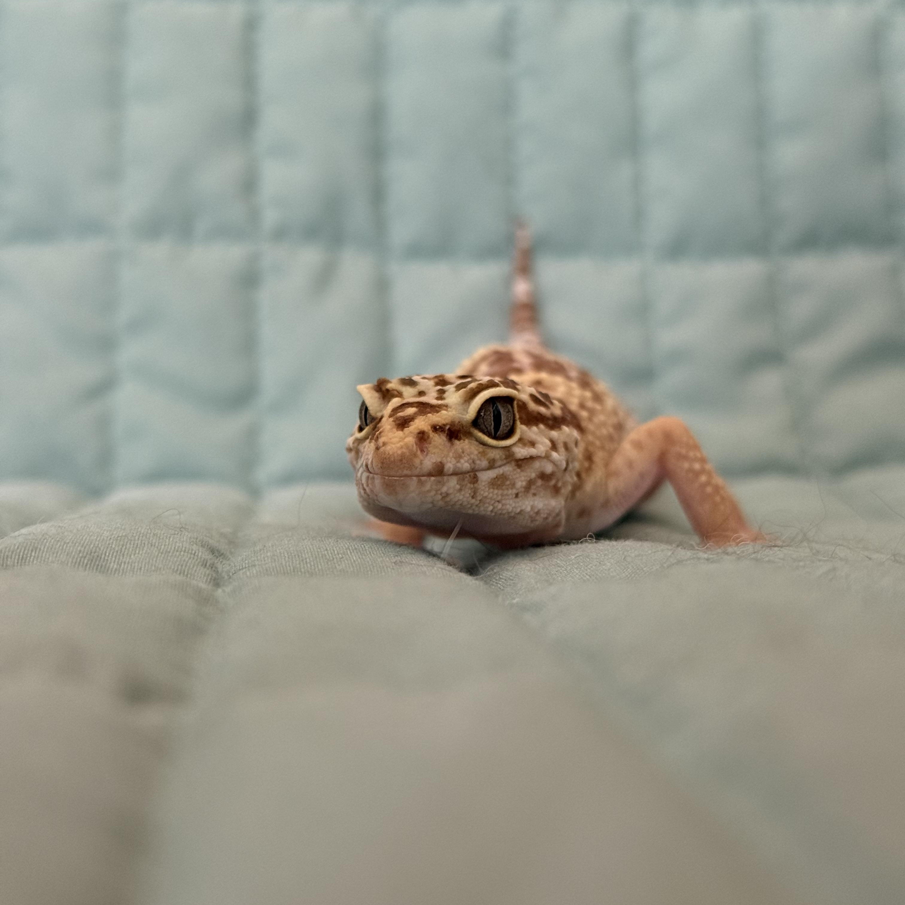 Enlarge Toffee, an adopted Gecko in warwick, RI image 2/4