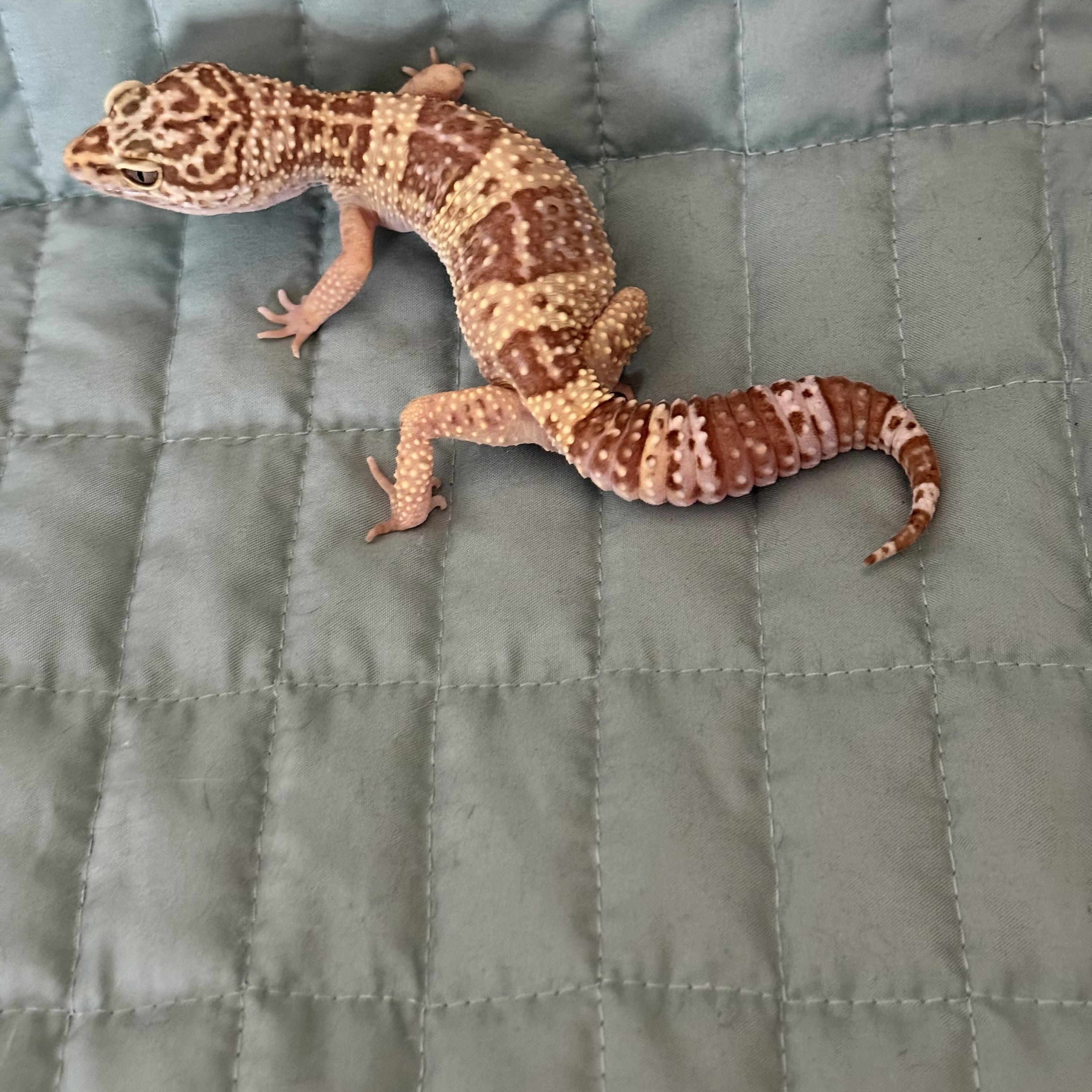 Enlarge Toffee, an adopted Gecko in warwick, RI image 4/4