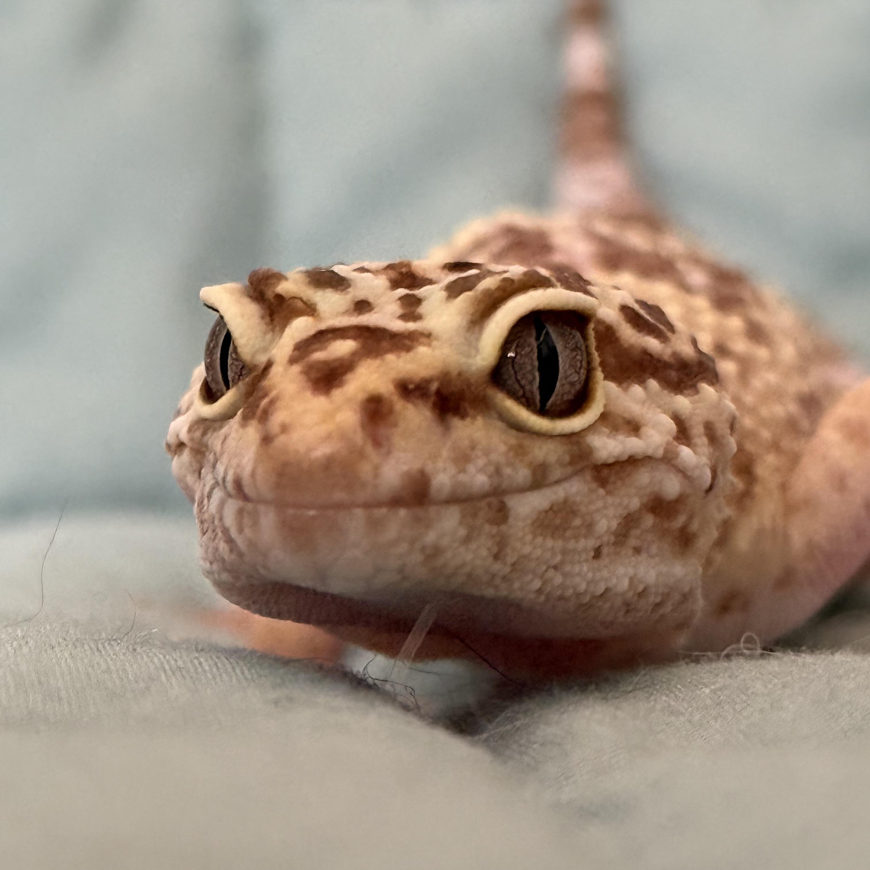Enlarge Toffee, an adopted Gecko in warwick, RI image 3/4