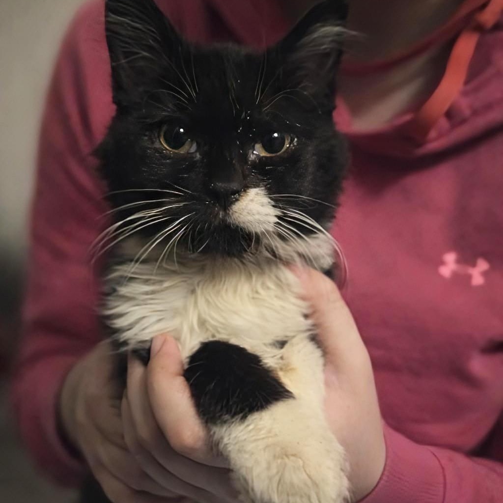 Katniss, adopted, Young Female Domestic Long Hair.