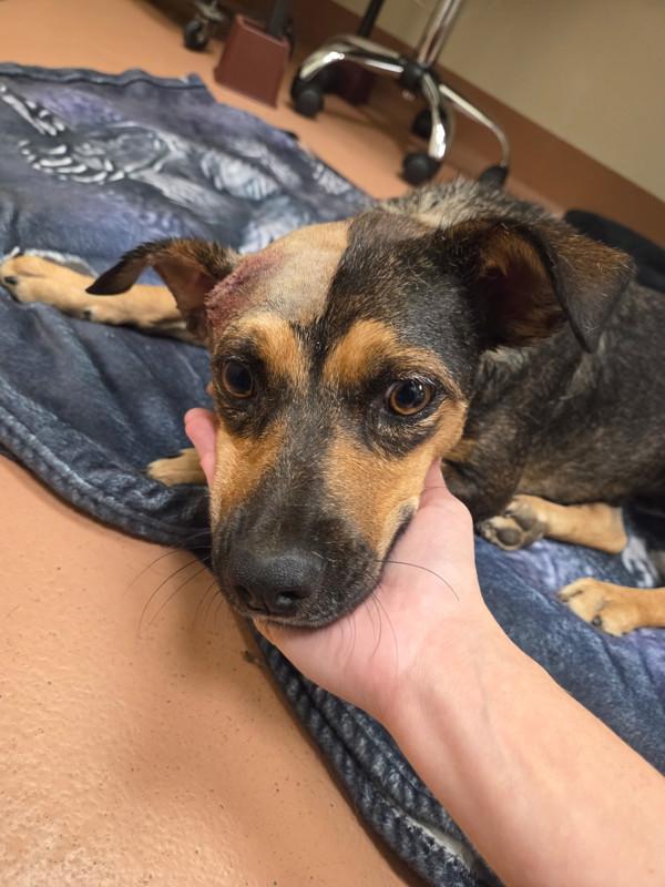 Barbie, Adoptable, Young Female Shepherd & Shepherd.