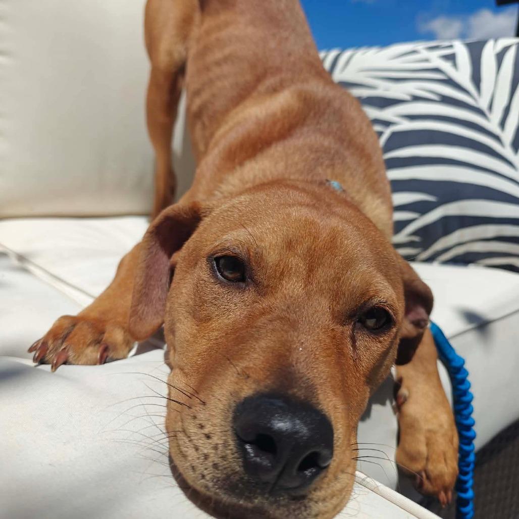Emmy, Adoptable, Young Female Pit Bull Terrier & Labrador Retriever.