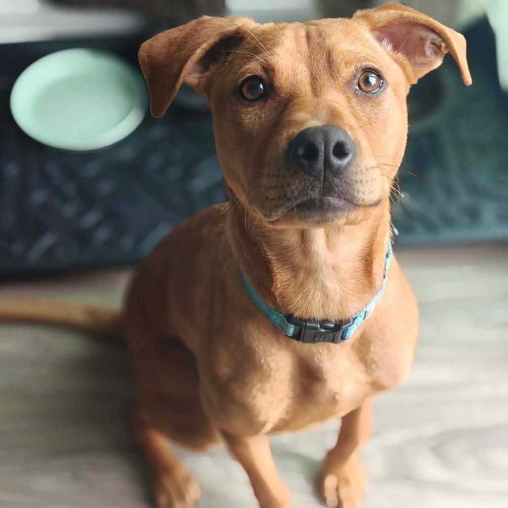 Emmy, a Adoptable mixed breed in Jarrettsville, MD image 2/6