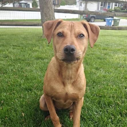 Emmy, a Adoptable mixed breed in Jarrettsville, MD image 3/6