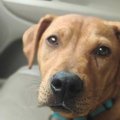 Emmy, a Adoptable mixed breed in Jarrettsville, MD image 5/6