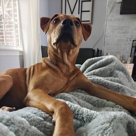 Emmy, a Adoptable mixed breed in Jarrettsville, MD image 6/6