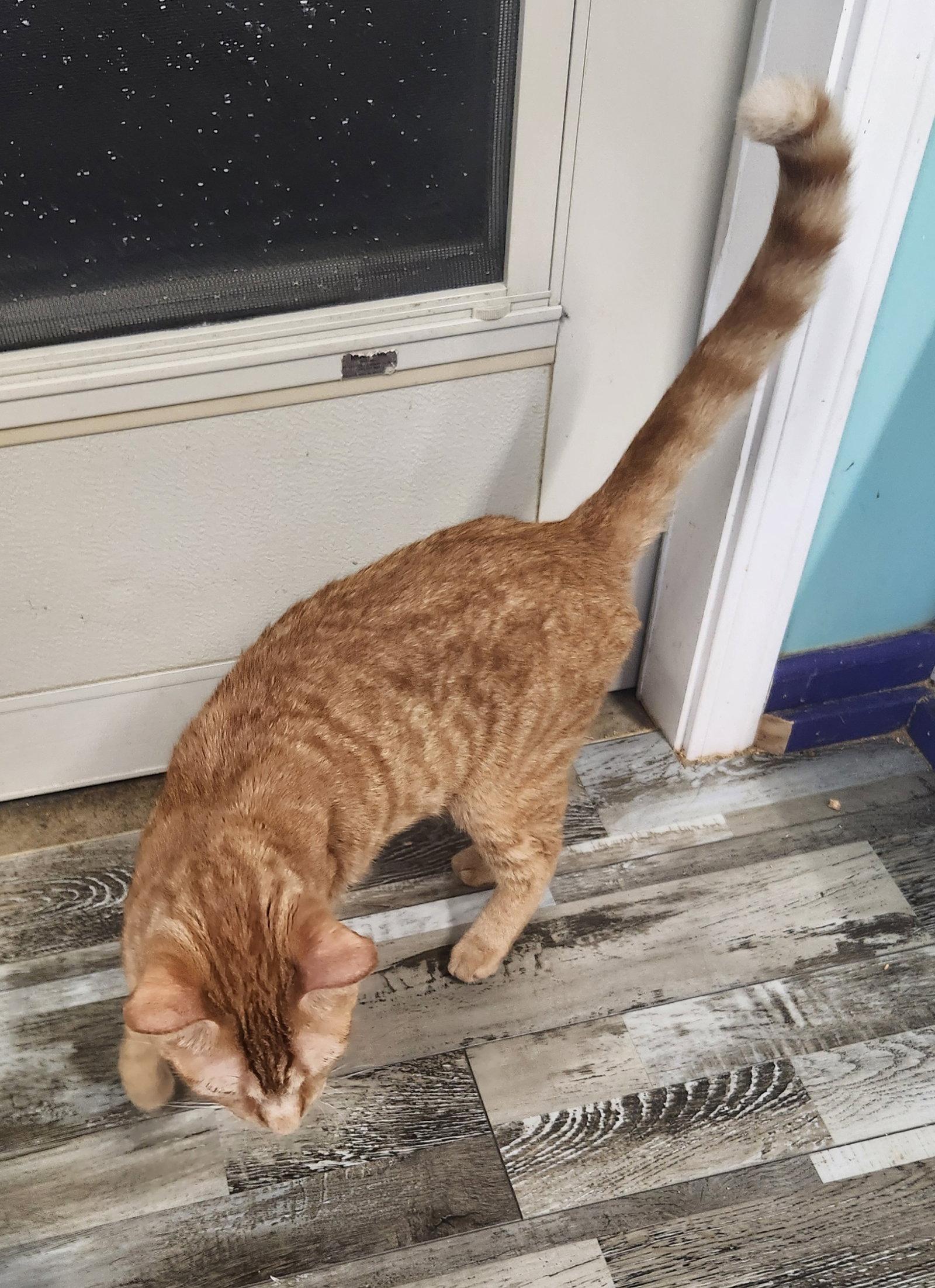Babe, Adoptable, Young Male Domestic Short Hair.