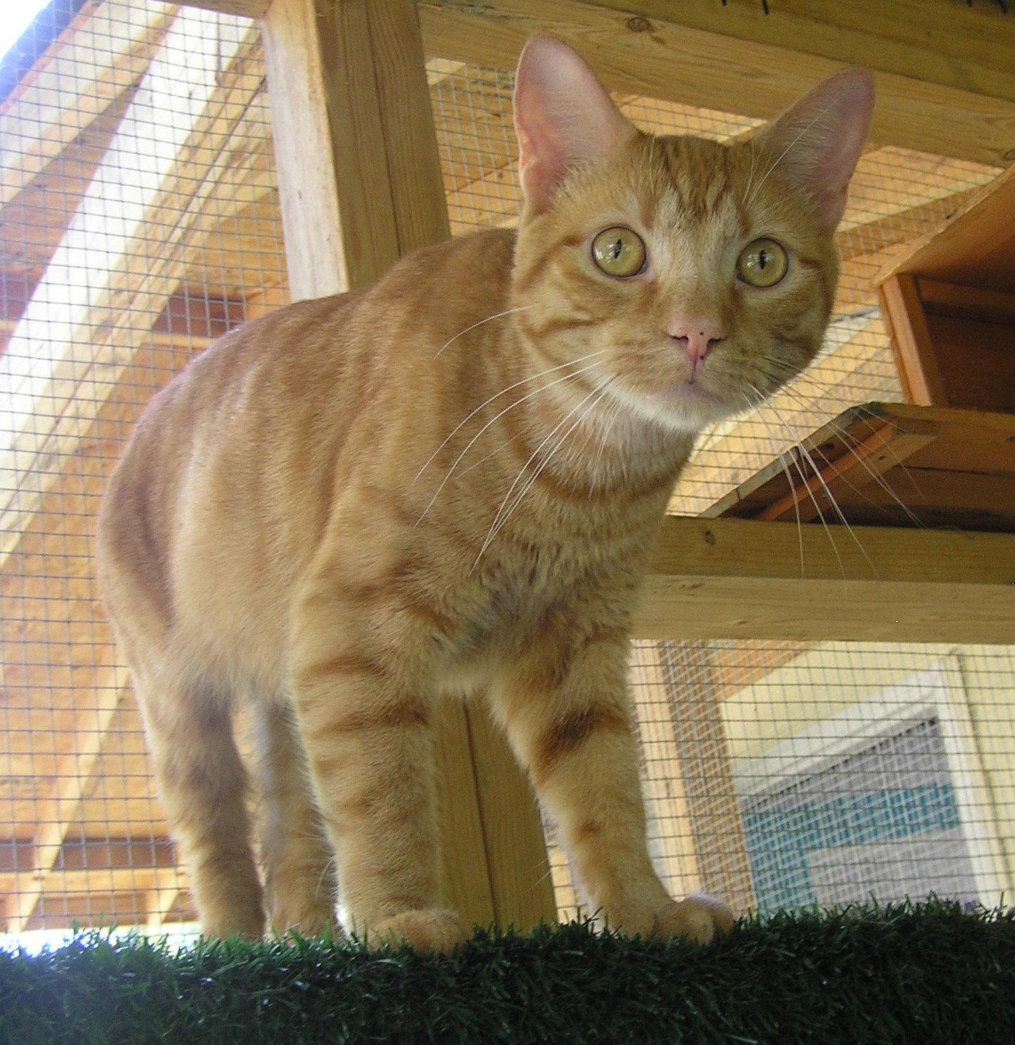 Enlarge Babe, a Adoptable Domestic Short Hair in Crossville, TN image 2/3