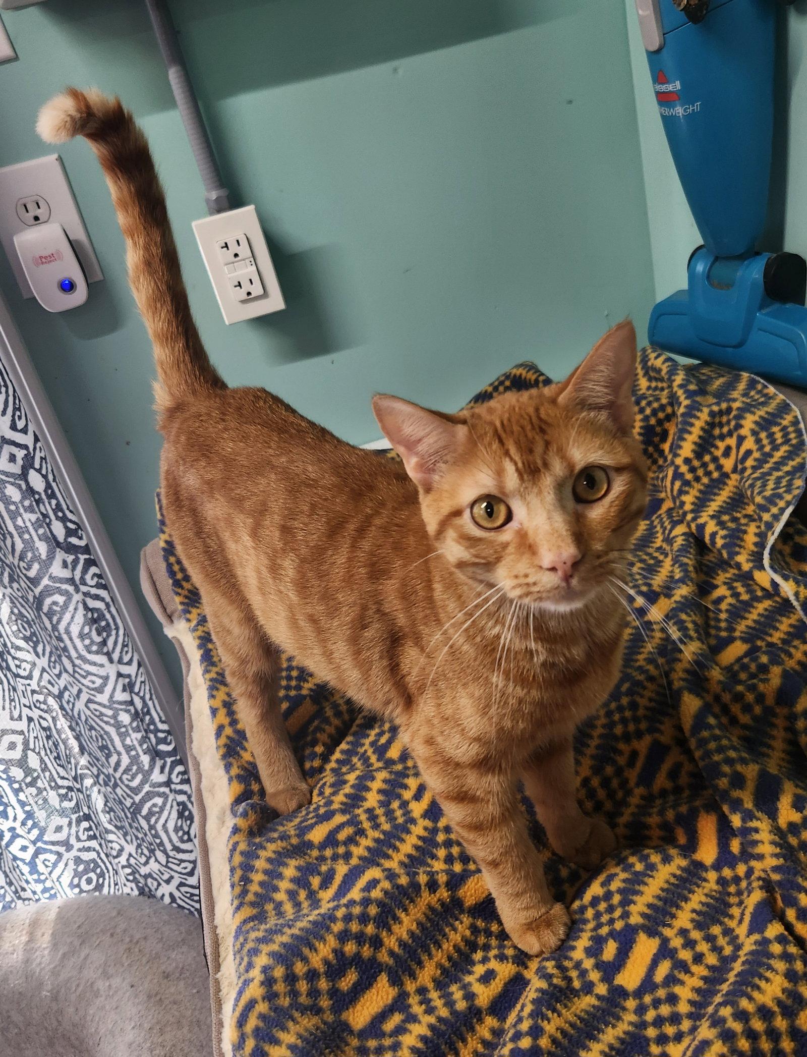 Enlarge Babe, a Adoptable Domestic Short Hair in Crossville, TN image 3/3