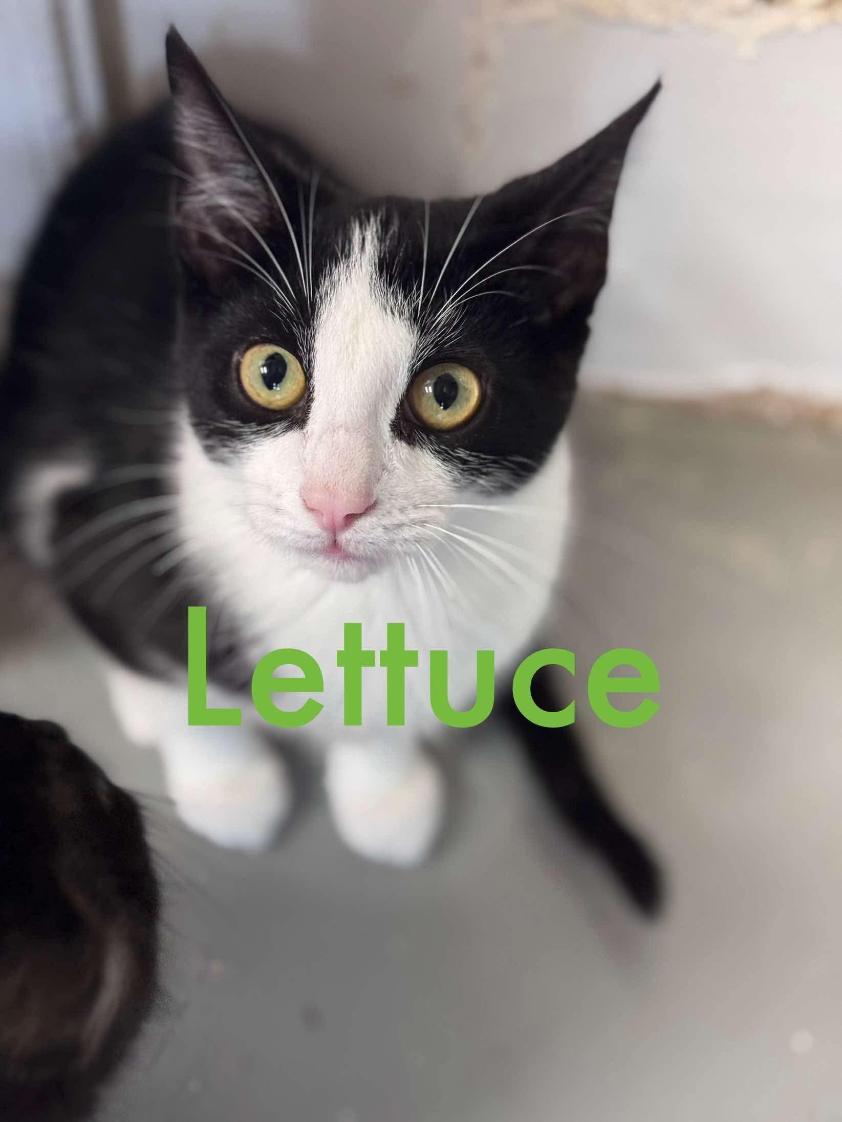 Lettuce, Adoptable, Young Male Domestic Short Hair.