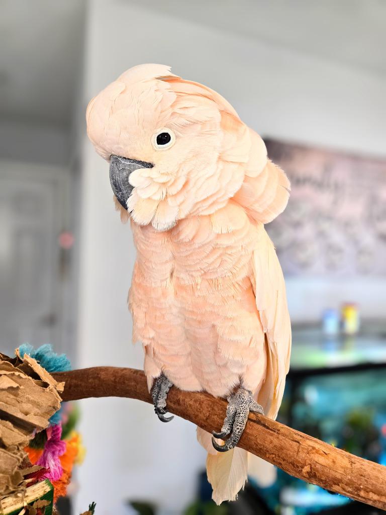 Curly, Adoptable, Senior Male Cockatoo.