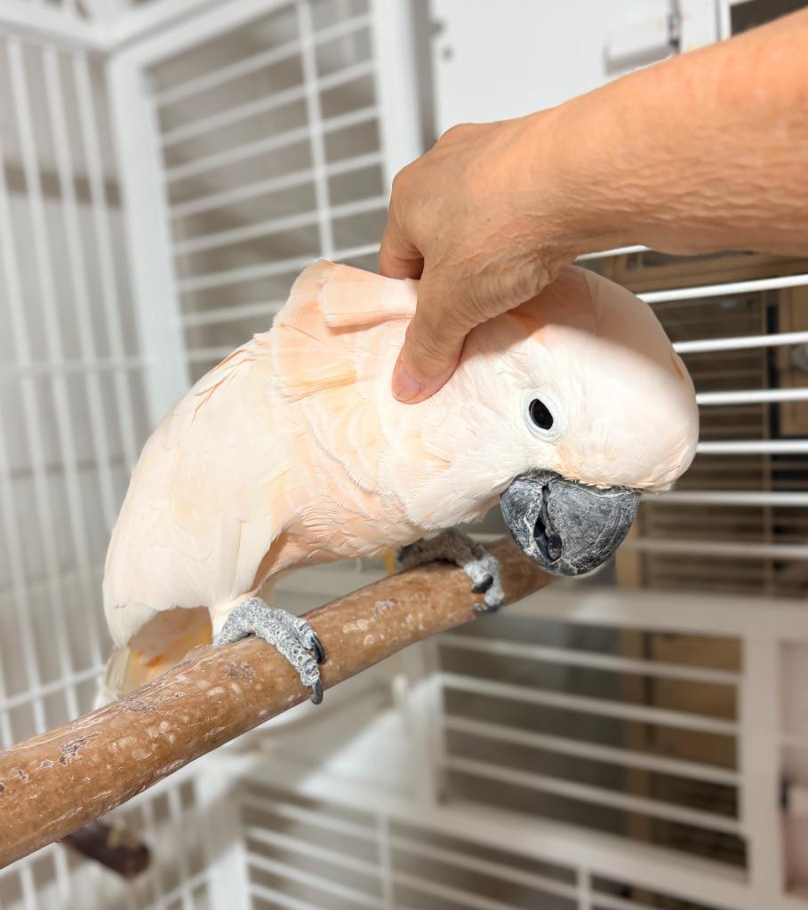 Enlarge Curly, a Adoptable Cockatoo in Ballwin, MO image 3/6