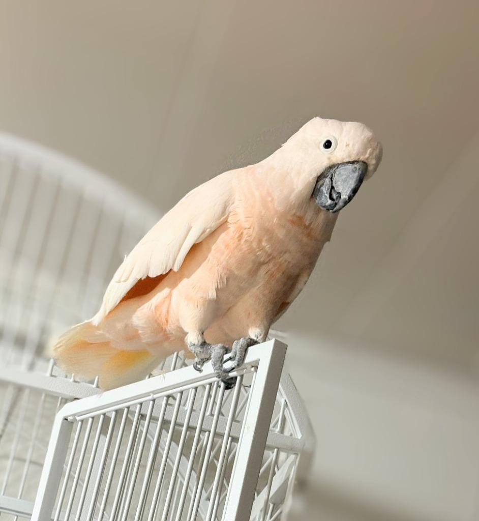 Enlarge Curly, a Adoptable Cockatoo in Ballwin, MO image 5/6
