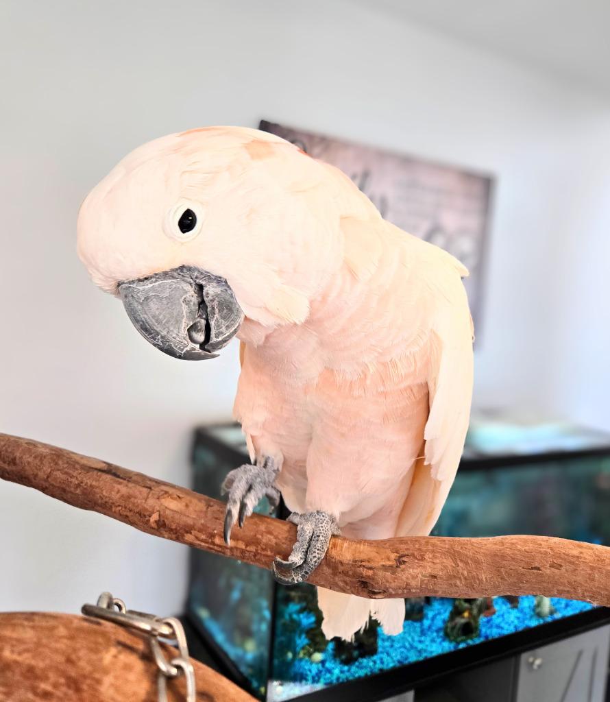 Enlarge Curly, a Adoptable Cockatoo in Ballwin, MO image 5/6