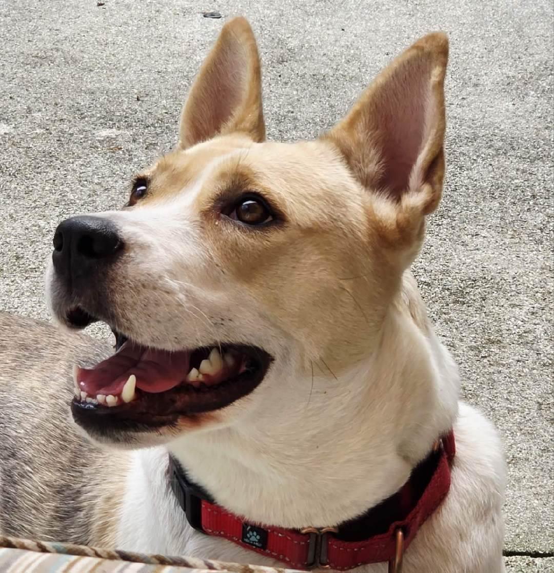 Cadi: This happy survivor is ready to share her forever home with you!