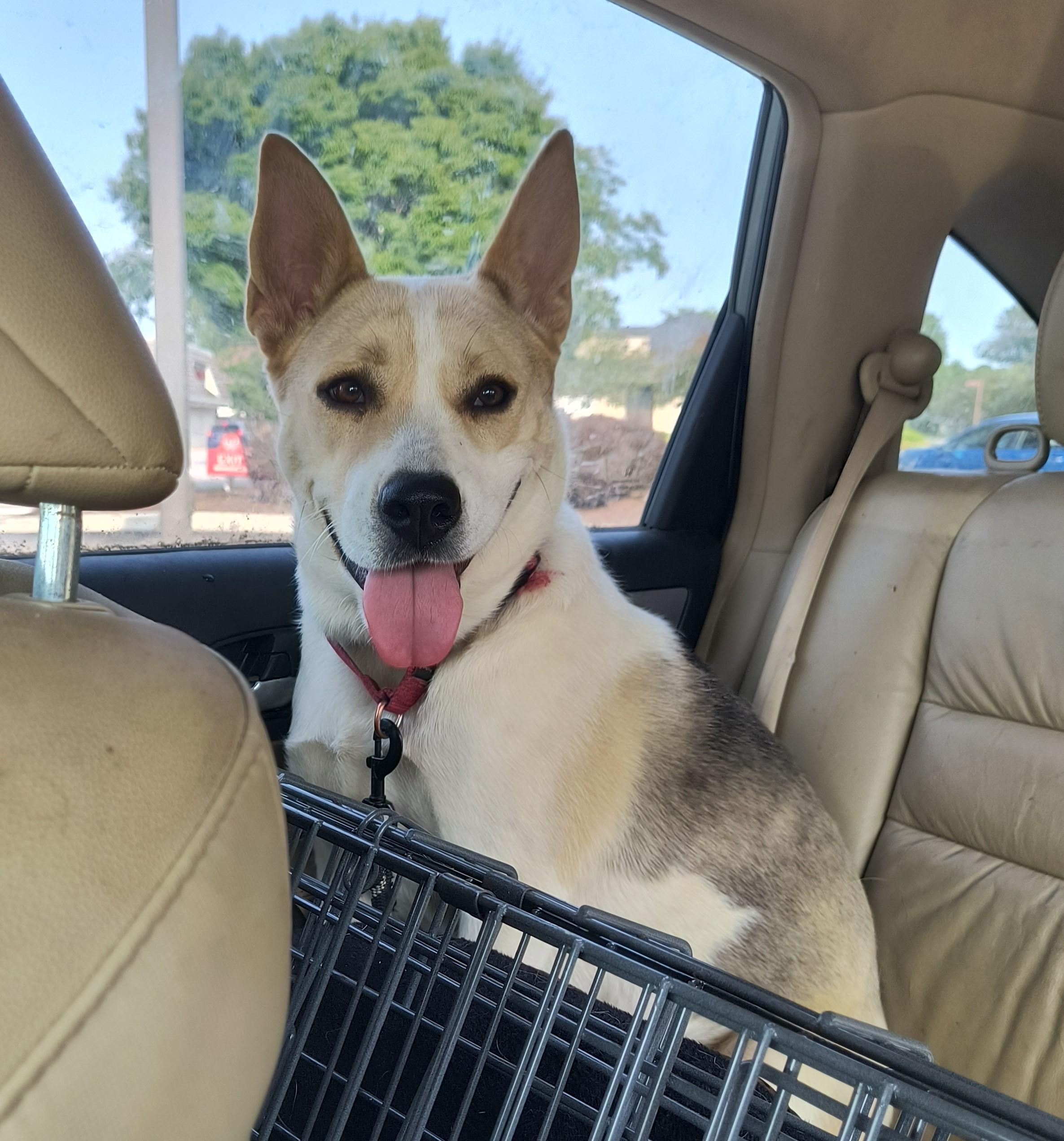 Cadi: This happy survivor is ready to share her forever home with you!