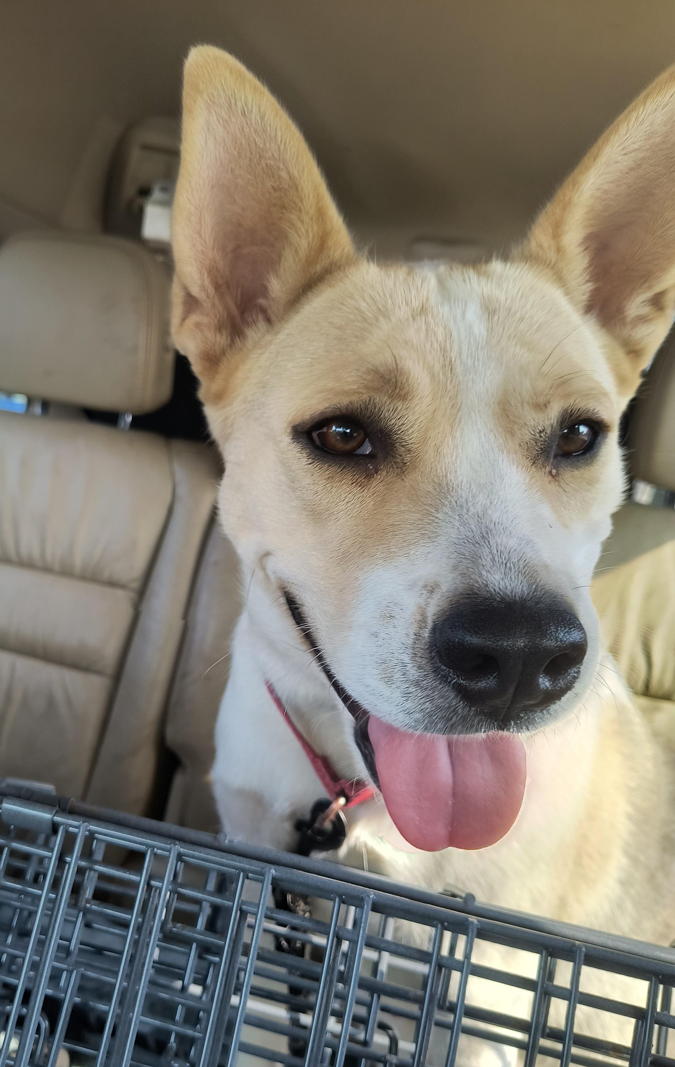 Cadi: This happy survivor is ready to share her forever home with you!