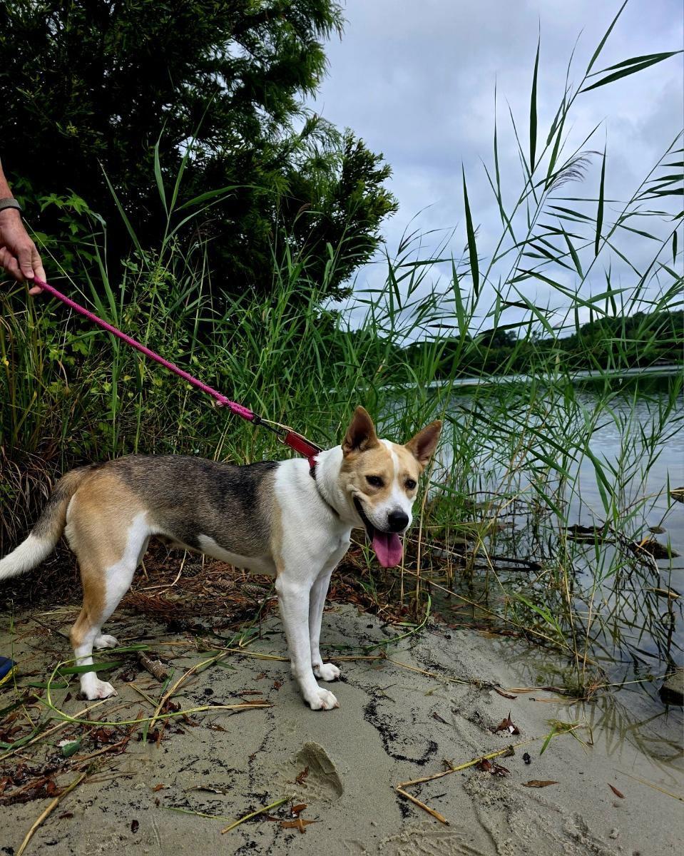 Cadi: This happy survivor is ready to share her forever home with you!