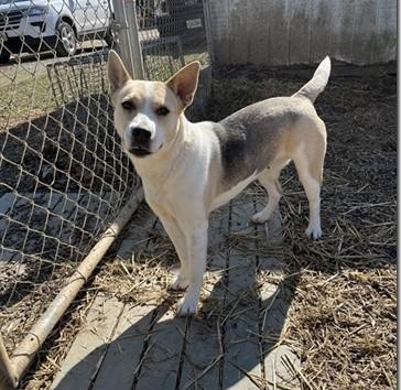 Cadi: This happy survivor is ready to share her forever home with you!