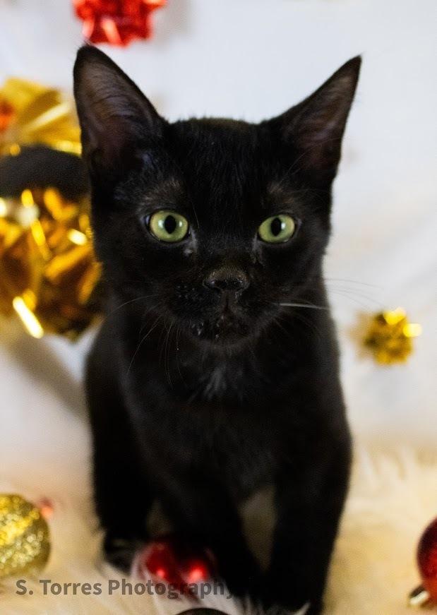 Ferris, Adoptable, Adult Male Domestic Short Hair.