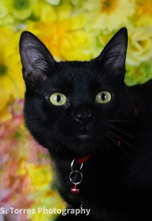 Ferris, a Adoptable Domestic Short Hair in Clinton Township, MI image 2/4