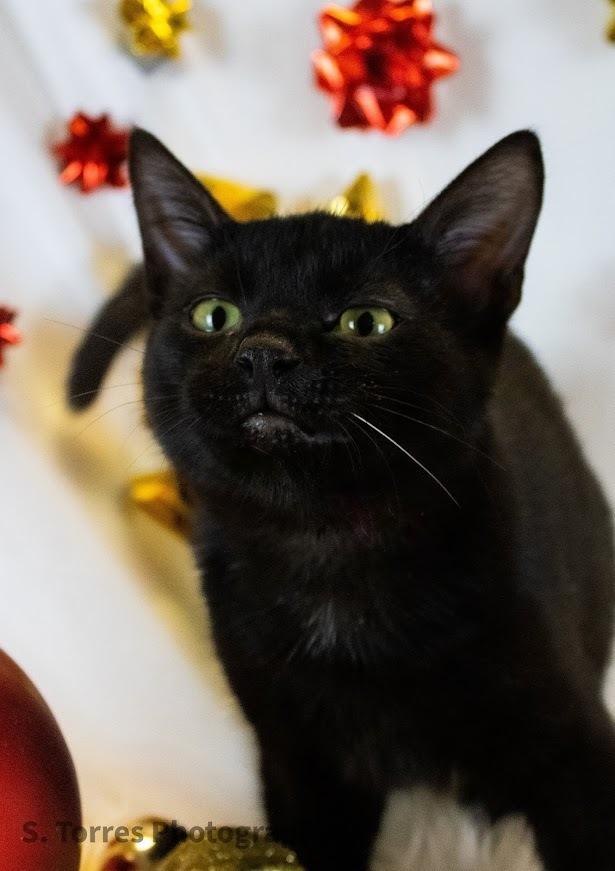 Ferris, a Adoptable Domestic Short Hair in Clinton Township, MI image 3/4