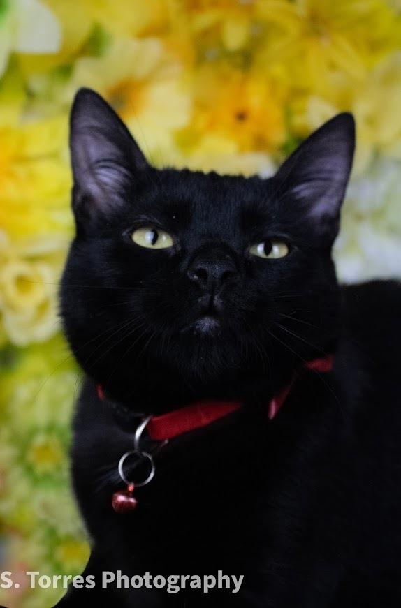 Ferris, a Adoptable Domestic Short Hair in Clinton Township, MI image 4/4