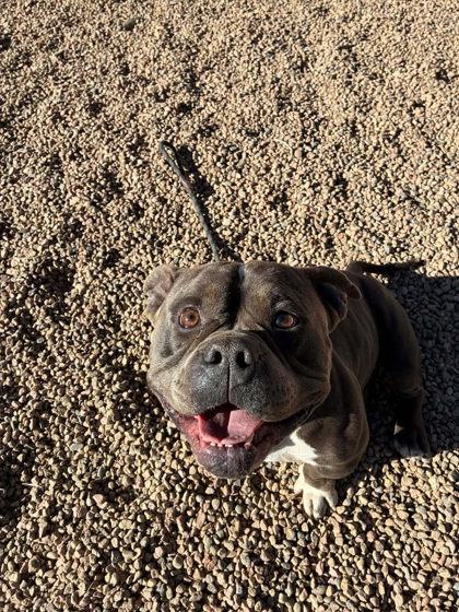 Enlarge Oscar, a ADOPTABLE mixed breed in Canon City, CO image 1/1