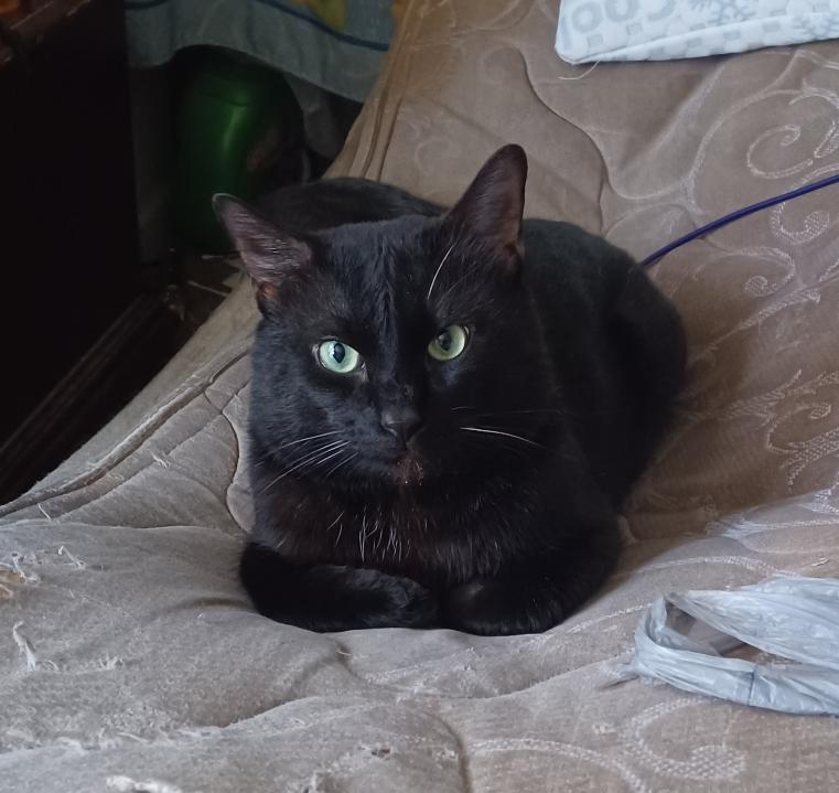 Ronnie