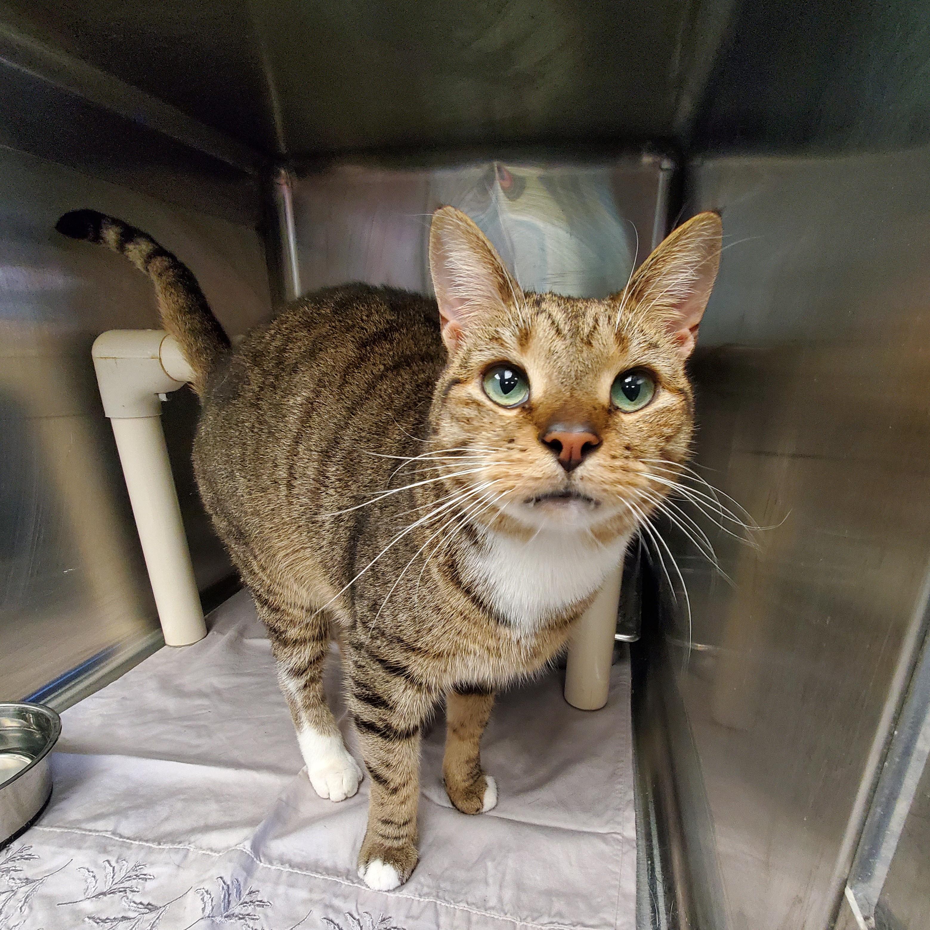 Enlarge Hachi, an adopted Domestic Short Hair in Jersey city, NJ image 1/2