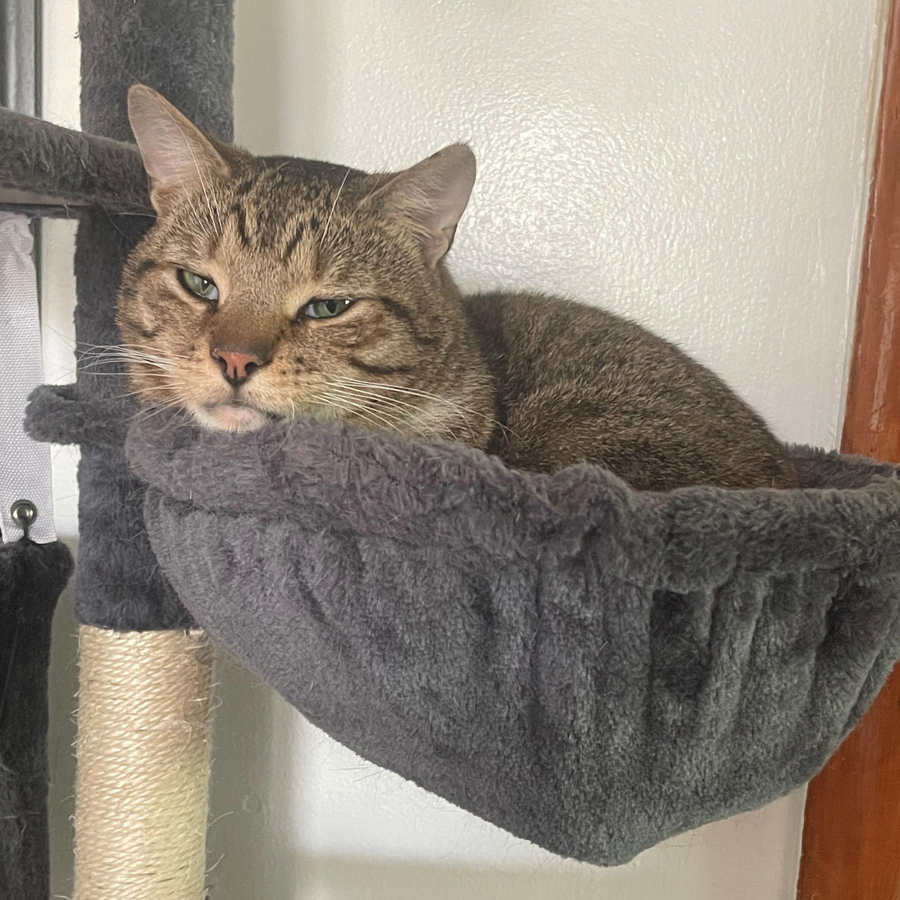 Enlarge Hachi, an adopted Domestic Short Hair in Jersey city, NJ image 2/2