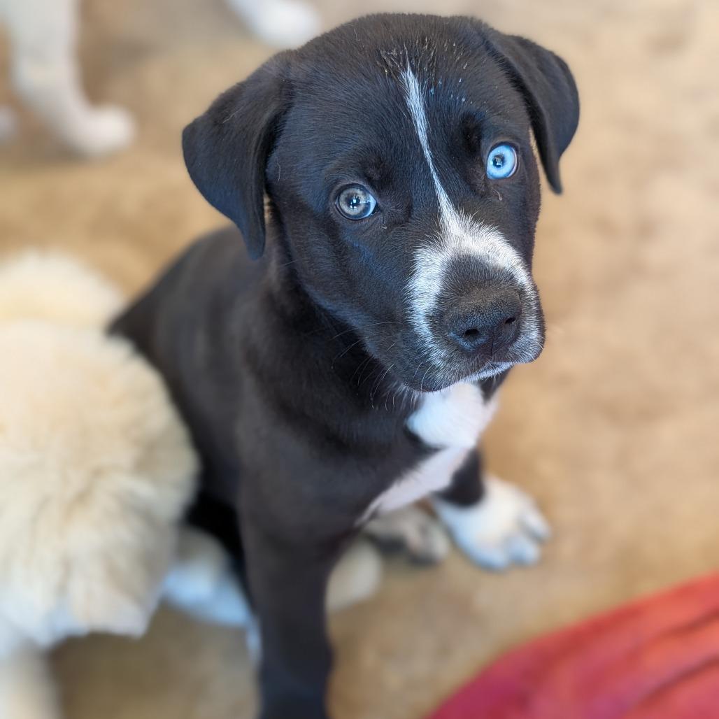 Briar, Adoptable, Puppy Male Great Dane & Mixed Breed.
