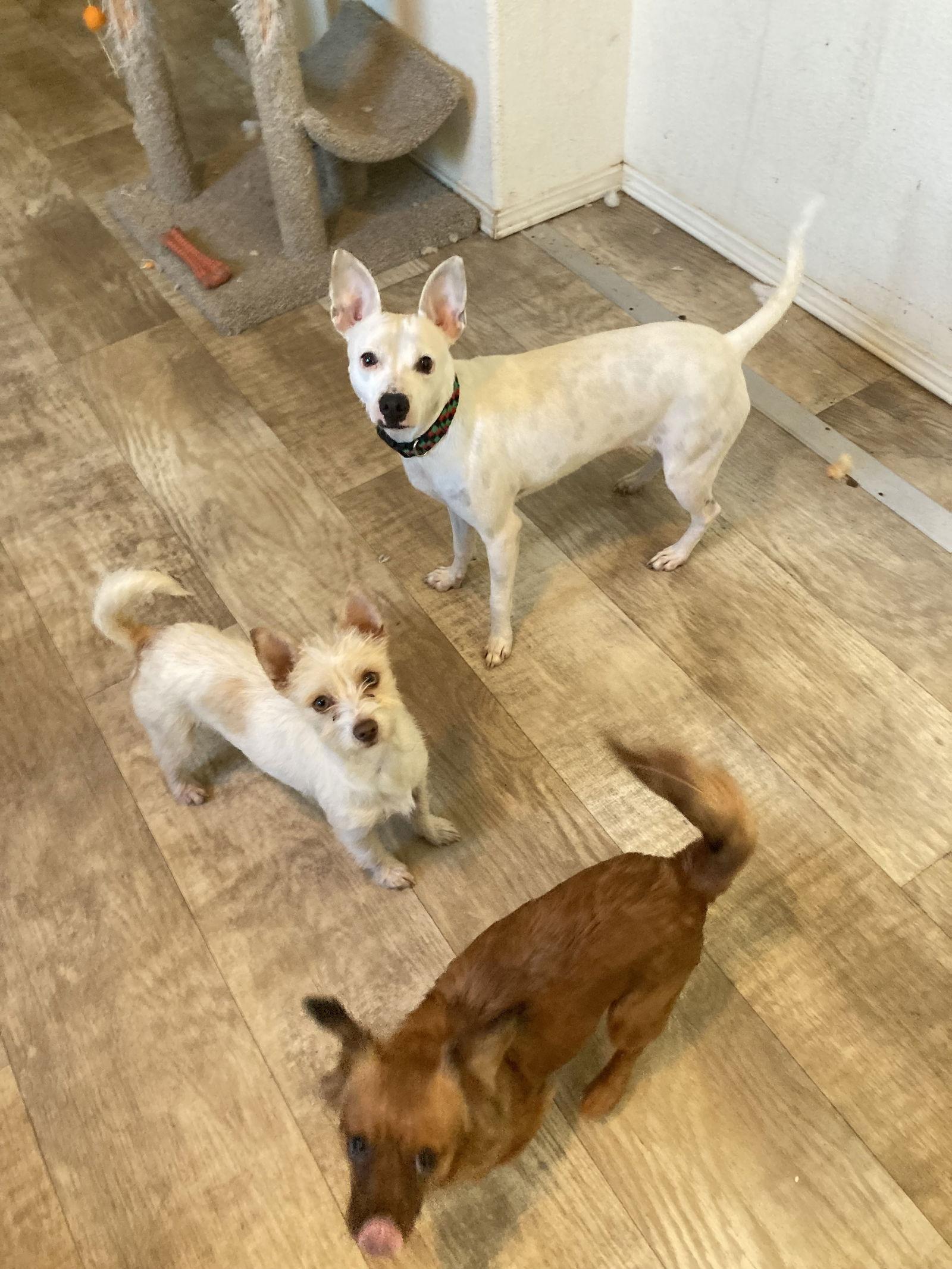 Lindy, Adoptable, Adult Female Rat Terrier & Chihuahua.