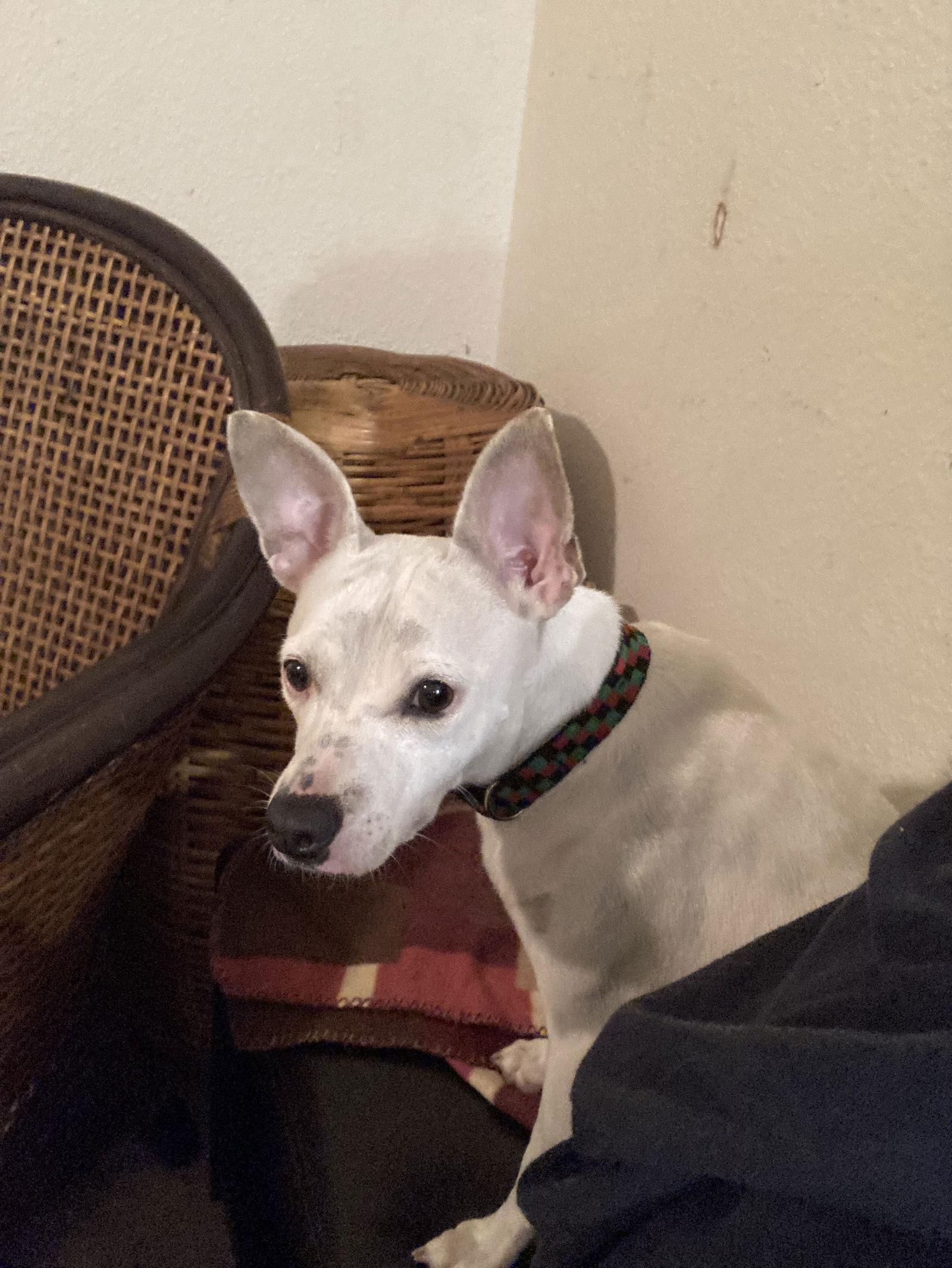 Lindy, a Adoptable mixed breed in San Diego, CA image 2/3