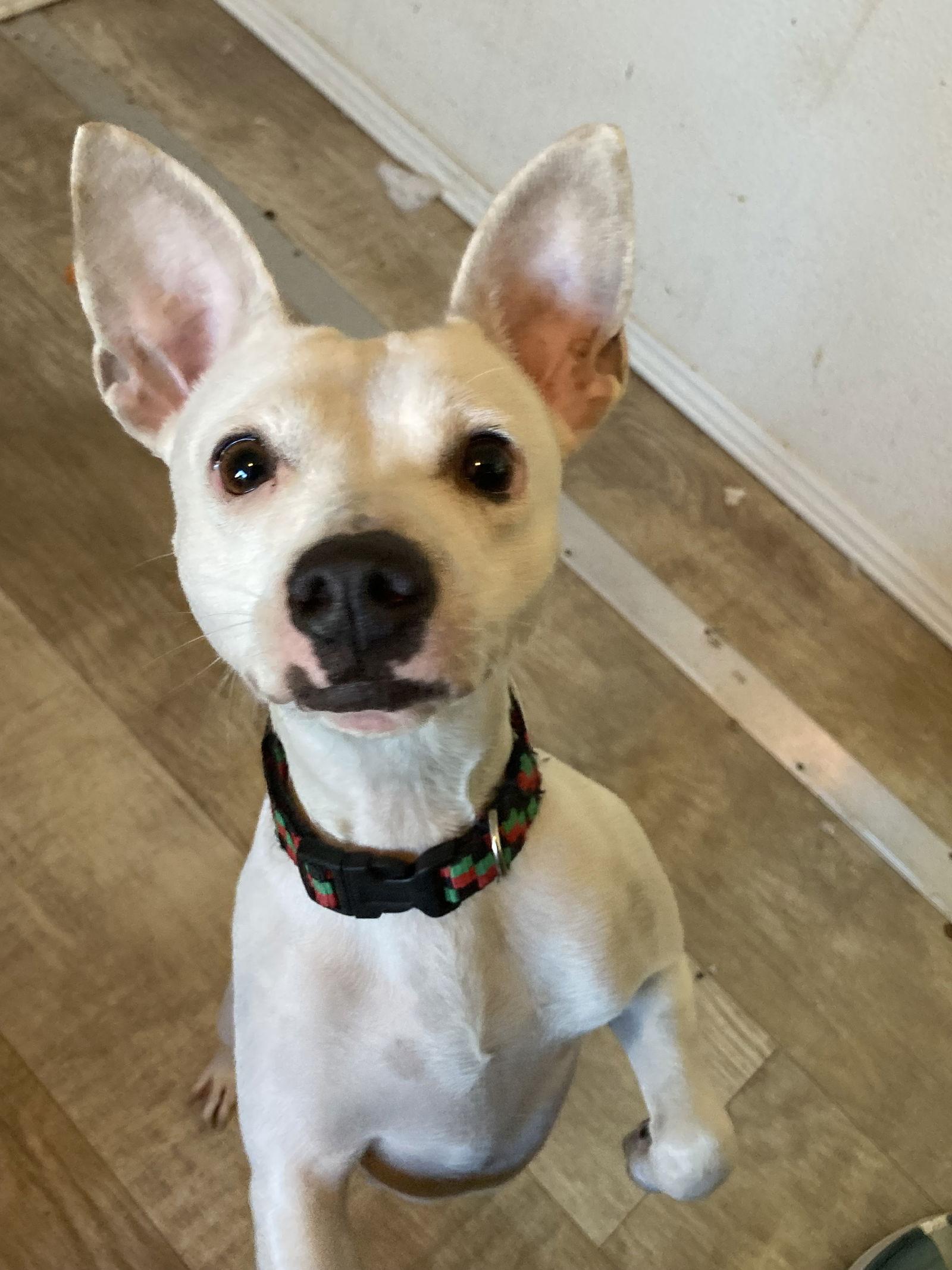 Lindy, a Adoptable mixed breed in San Diego, CA image 3/3