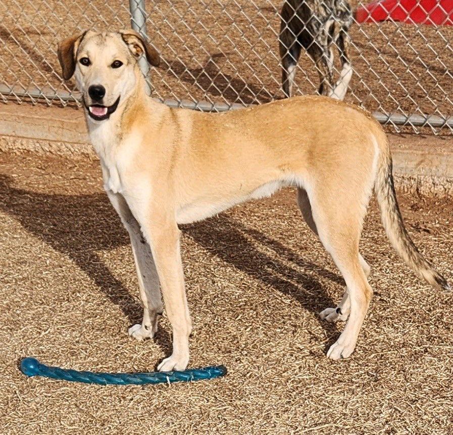 Enlarge Bobby, a Adoptable mixed breed in Clinton, OK image 1/3