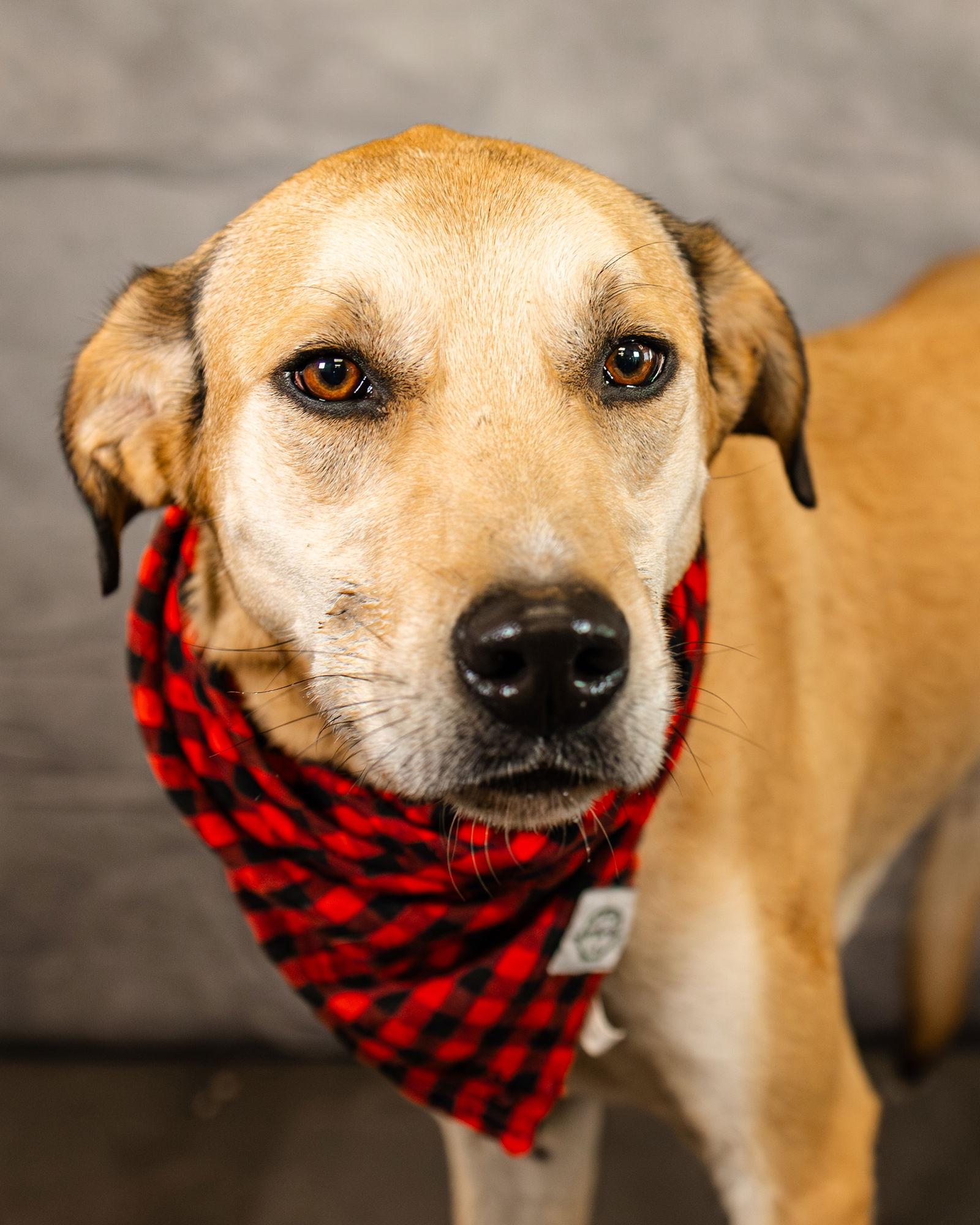 Enlarge Bobby, a Adoptable mixed breed in Clinton, OK image 2/3