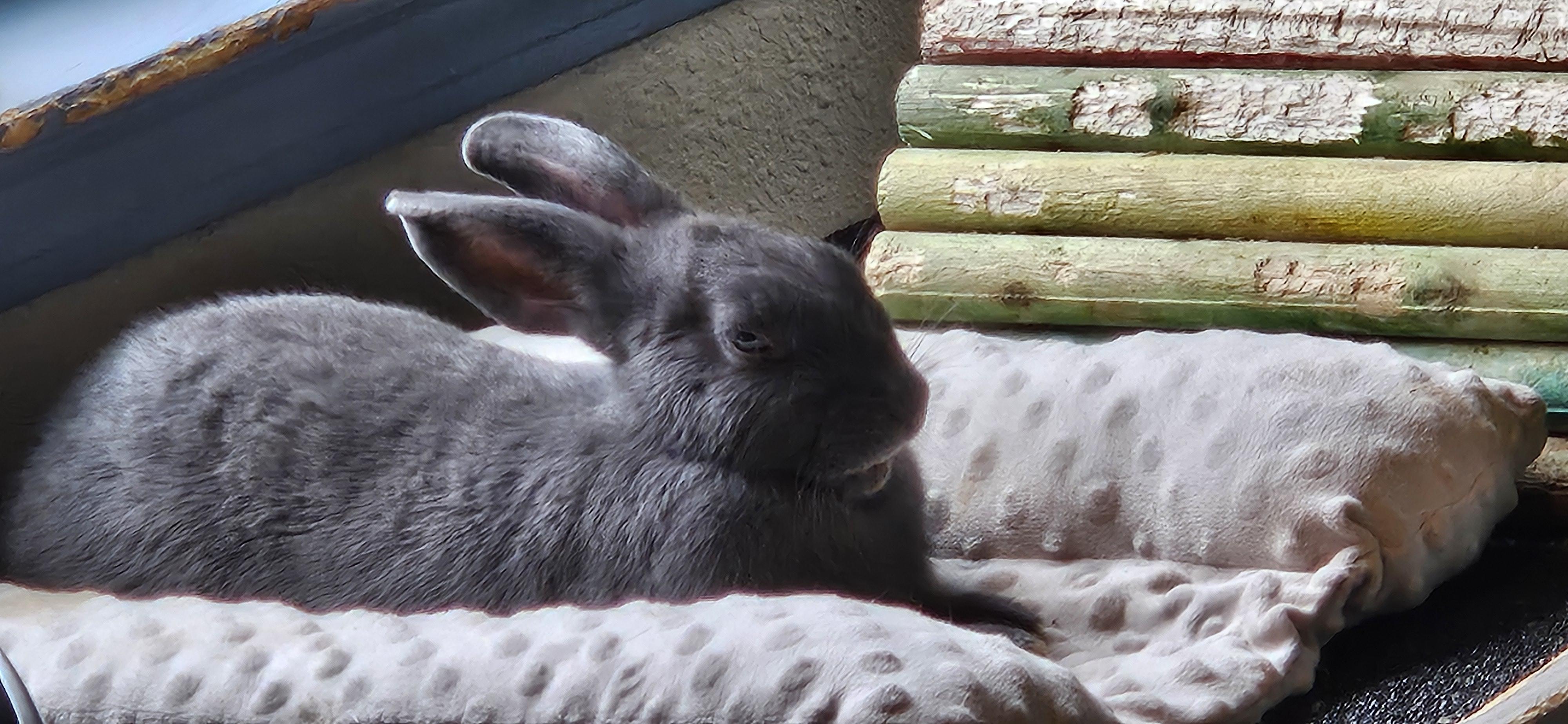 Enlarge Misty, an adopted mixed breed in FOLEY, AL image 5/5