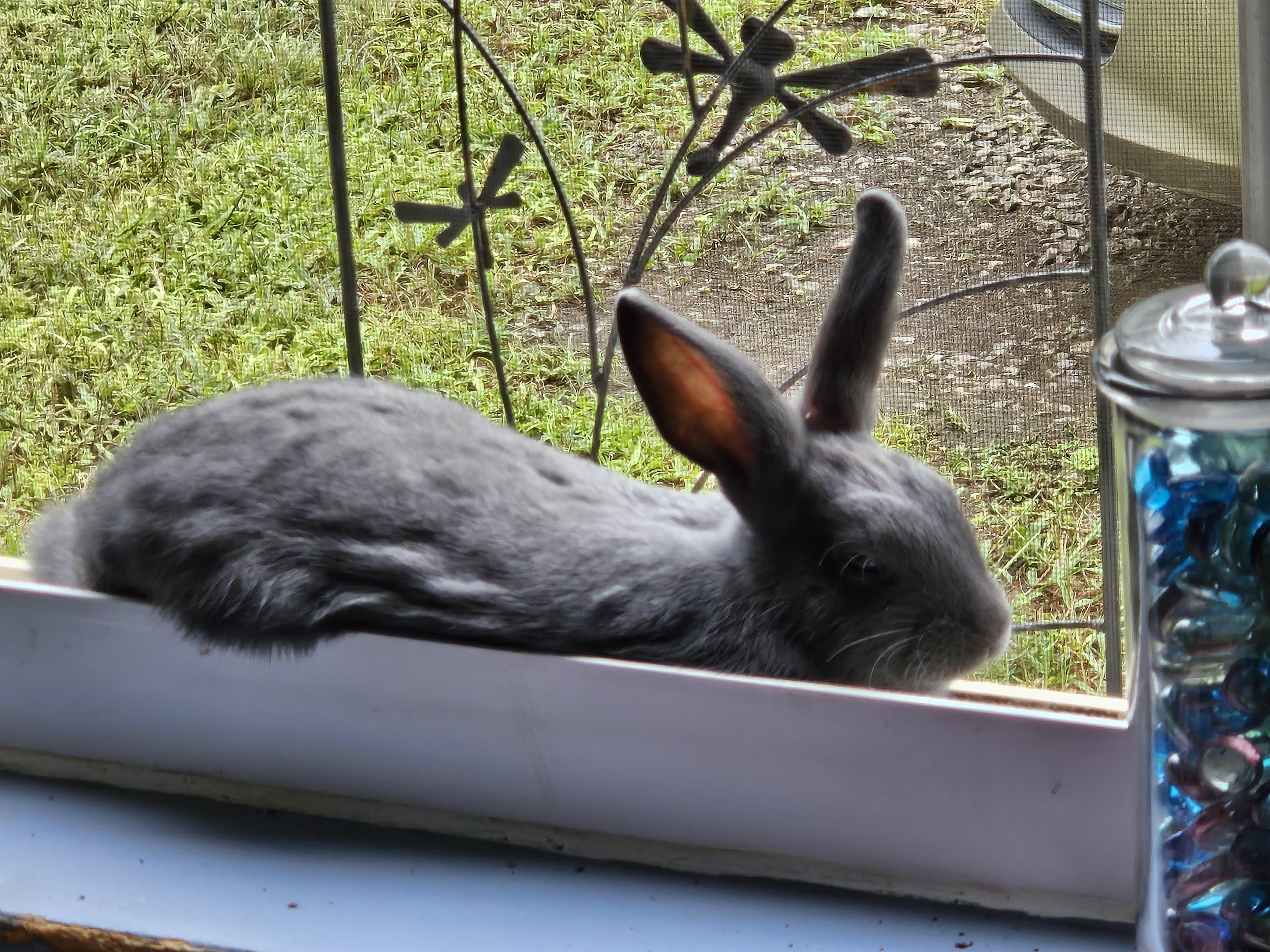 Enlarge Misty, an adopted mixed breed in FOLEY, AL image 2/5