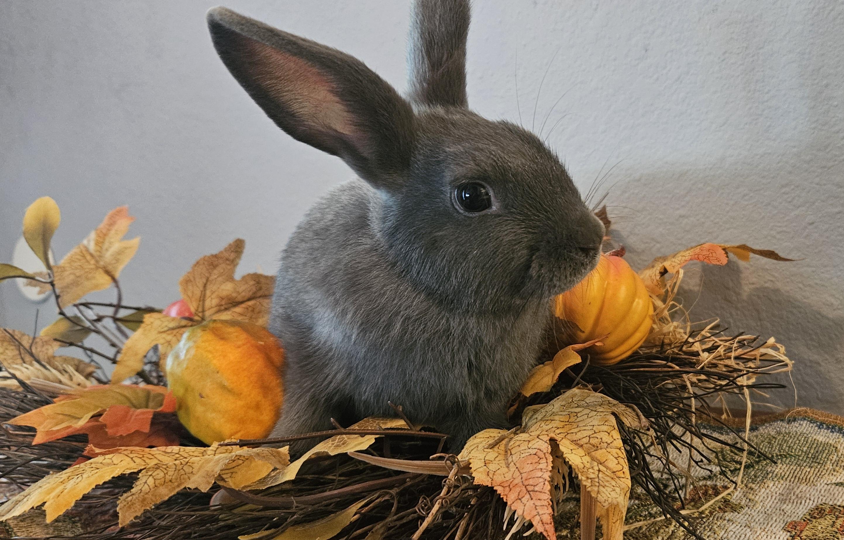 Misty, adopted, Young Female Rex.