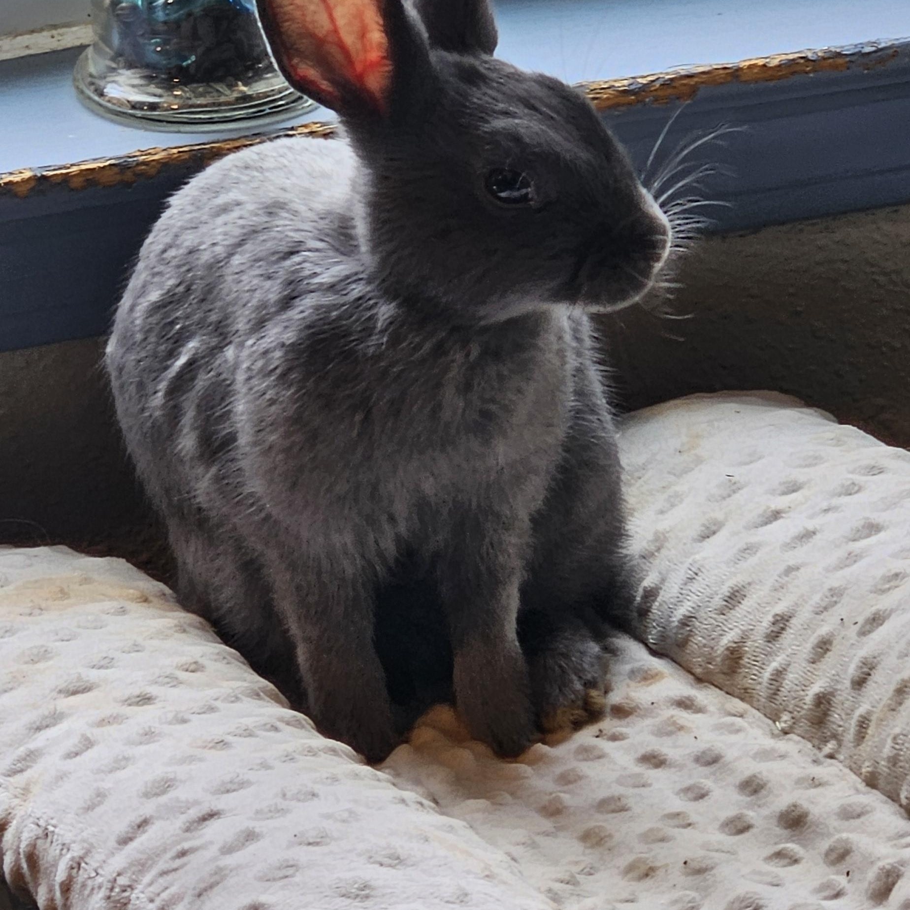 Enlarge Misty, an adopted mixed breed in FOLEY, AL image 4/5