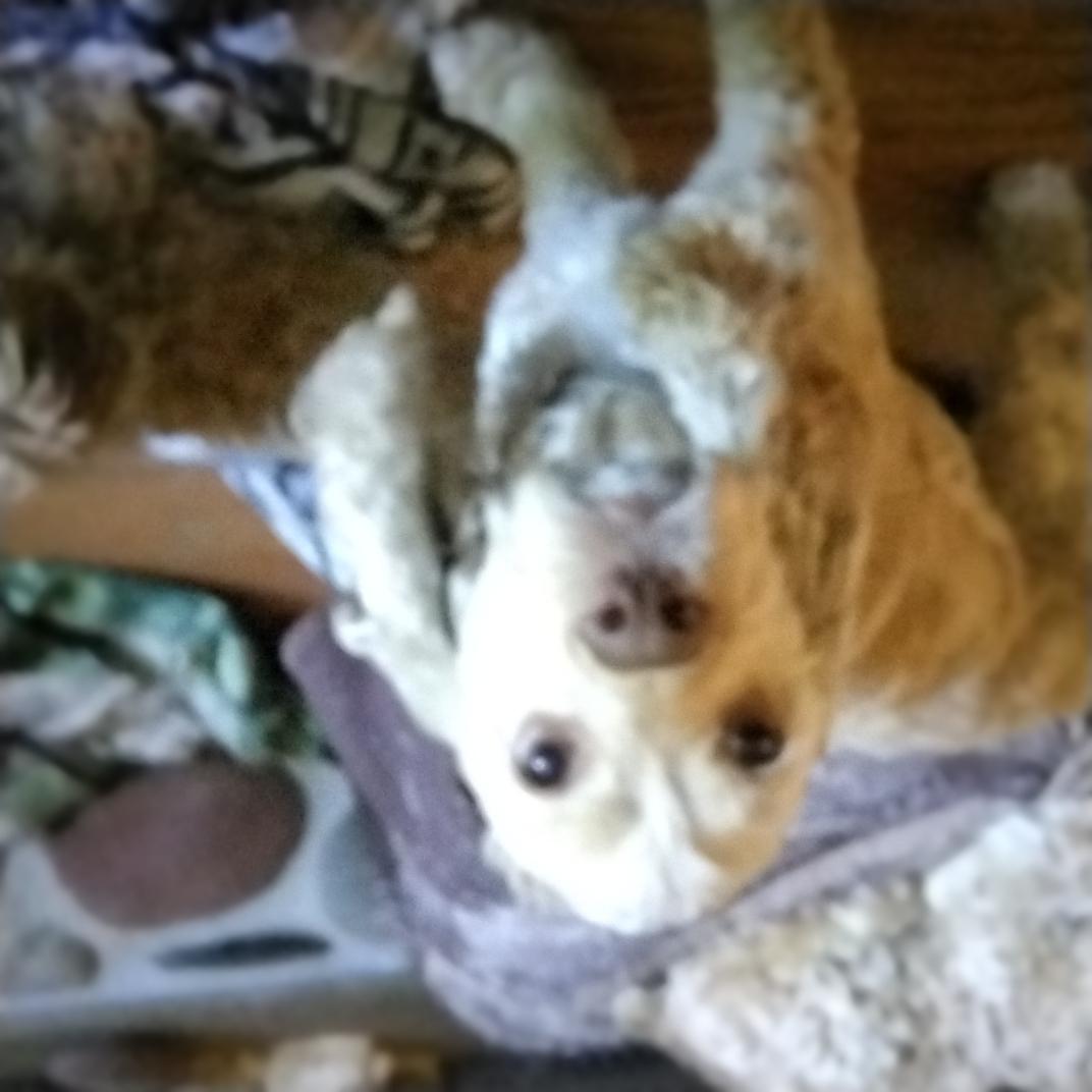 Nacho, a ADOPTABLE Cocker Spaniel in Grove, OK image 1/2