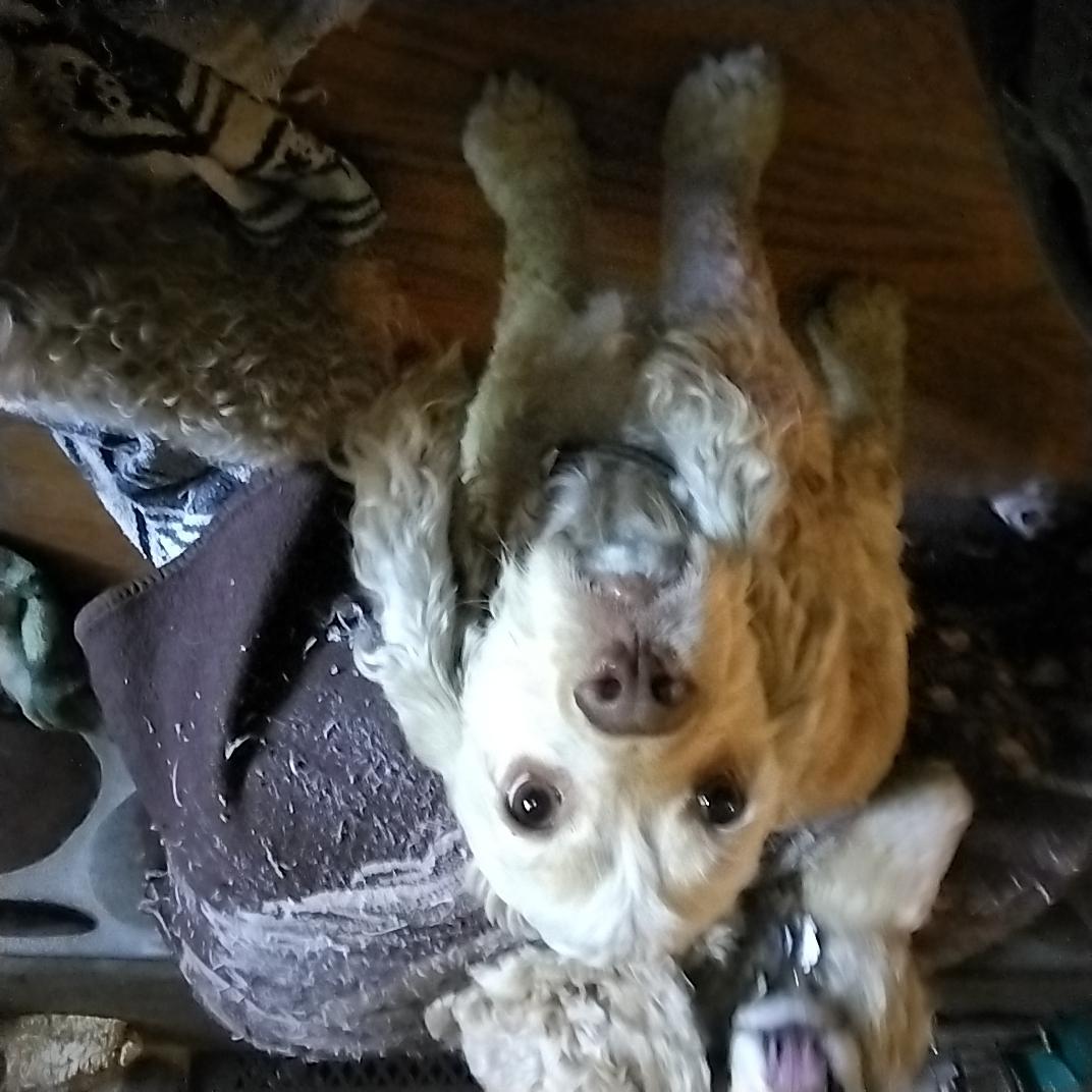 Nacho, a ADOPTABLE Cocker Spaniel in Grove, OK image 2/2