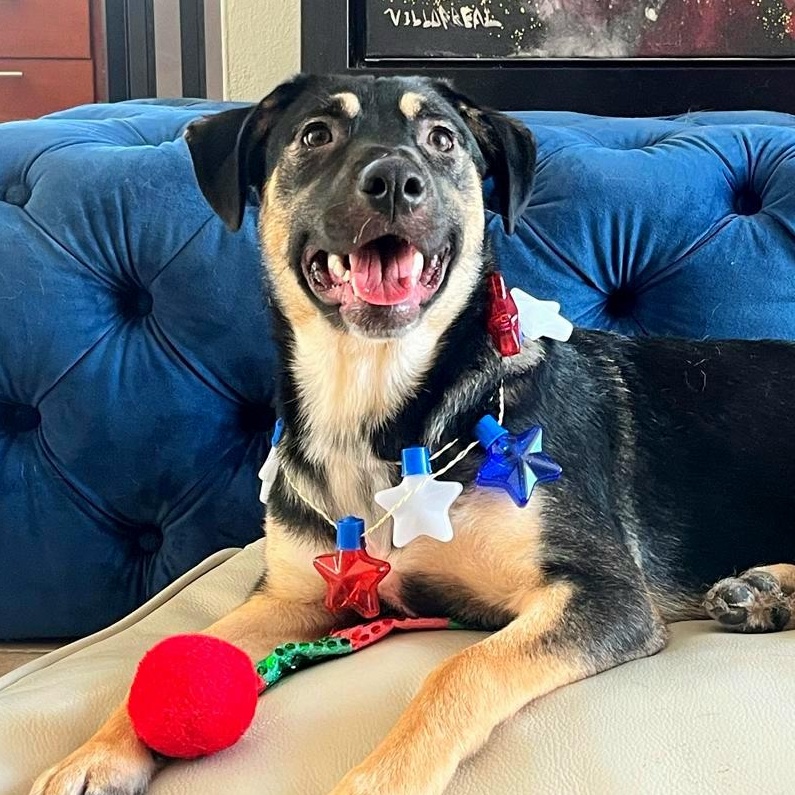 Maxi Cleopatra "a Bundle