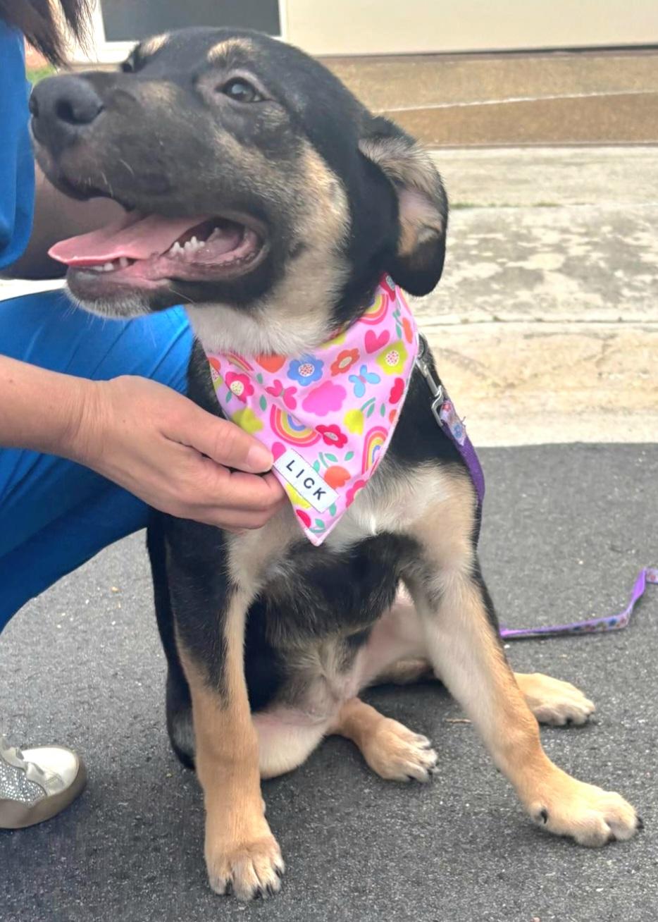 Maxi Cleopatra "a Bundle thumbnail 2