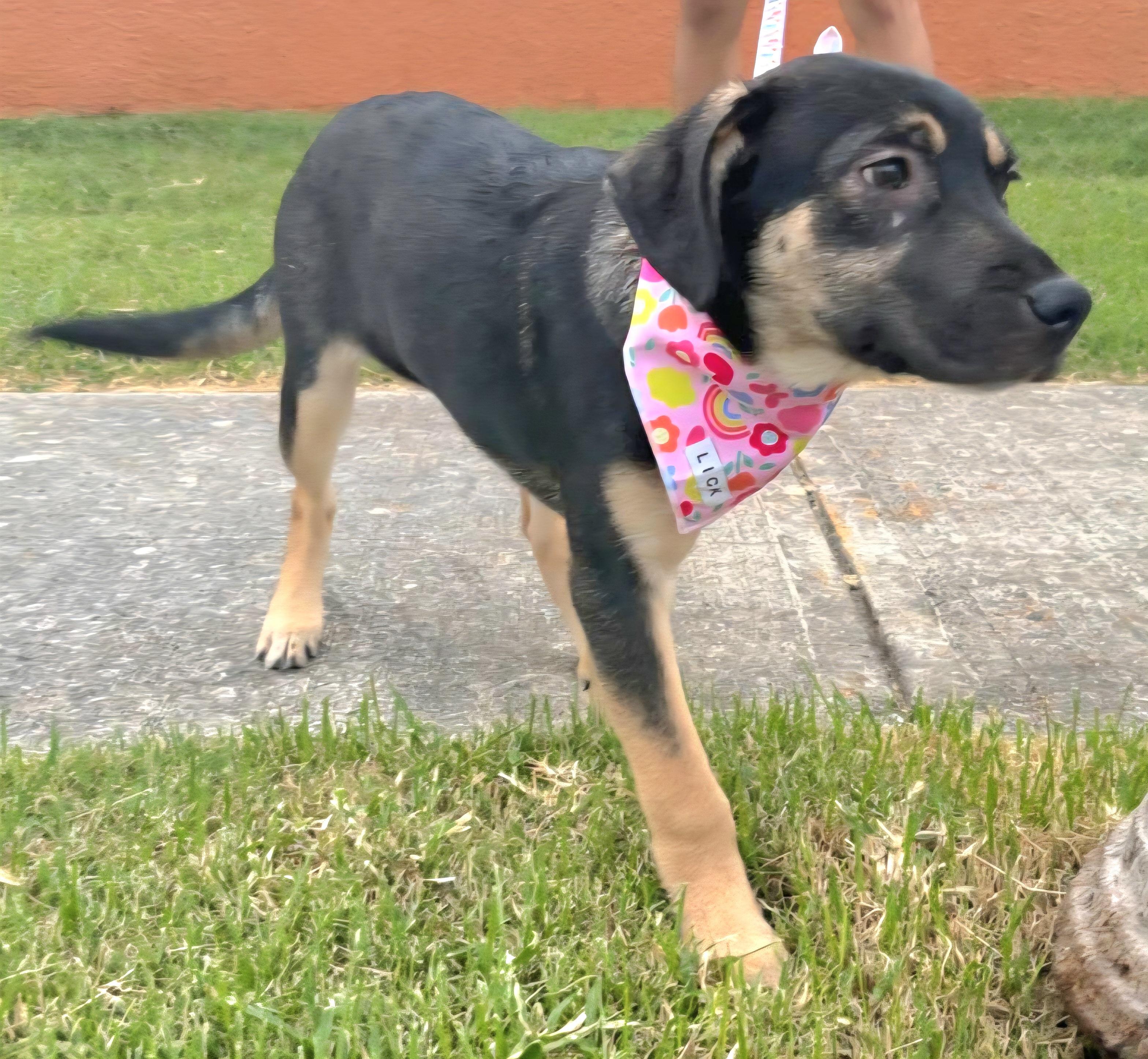 Maxi Cleopatra "a Bundle thumbnail 3