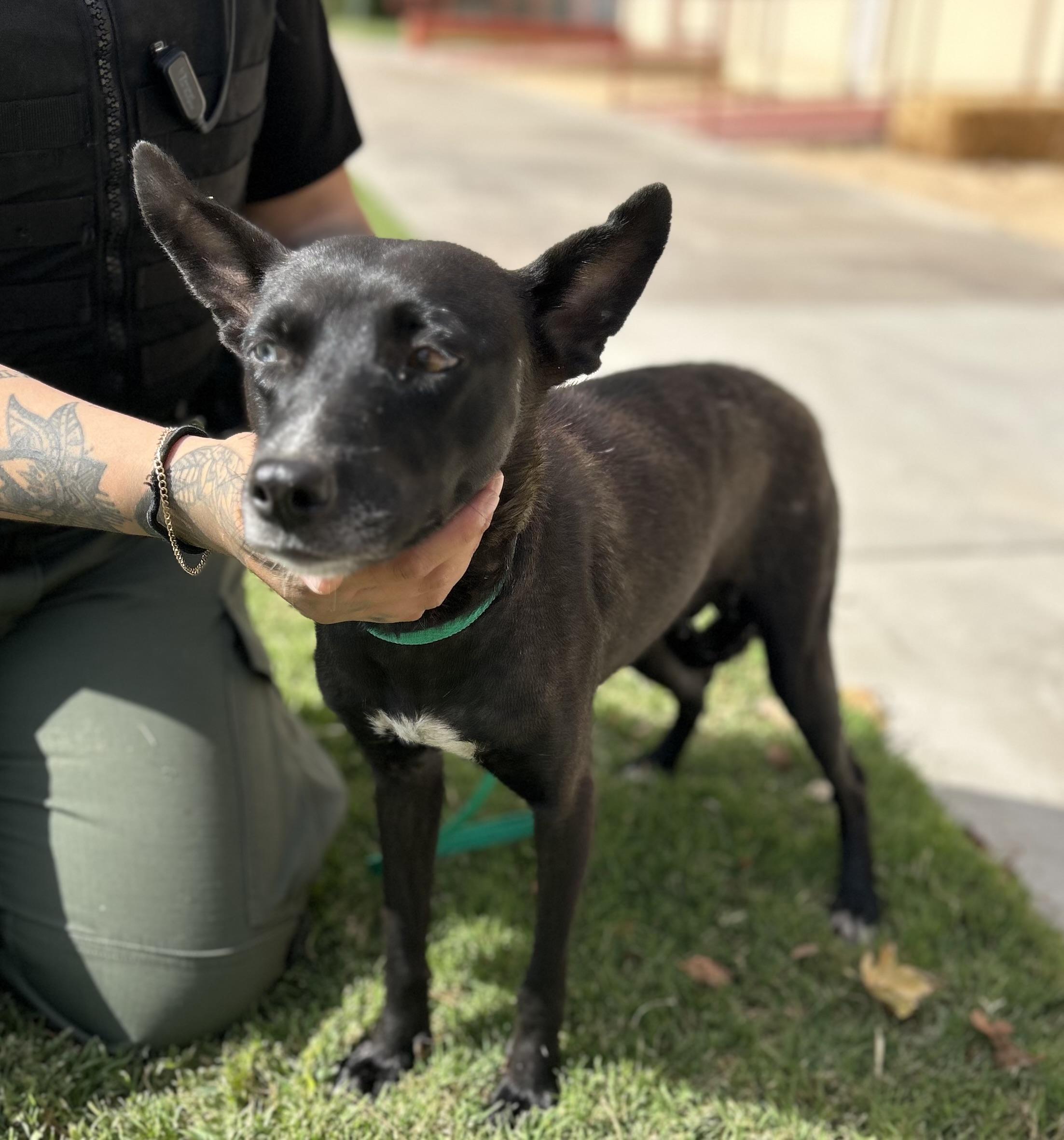 Melanie #4413 (MICROCHIPPED) (1011), Adoptable, Adult Female Chihuahua.