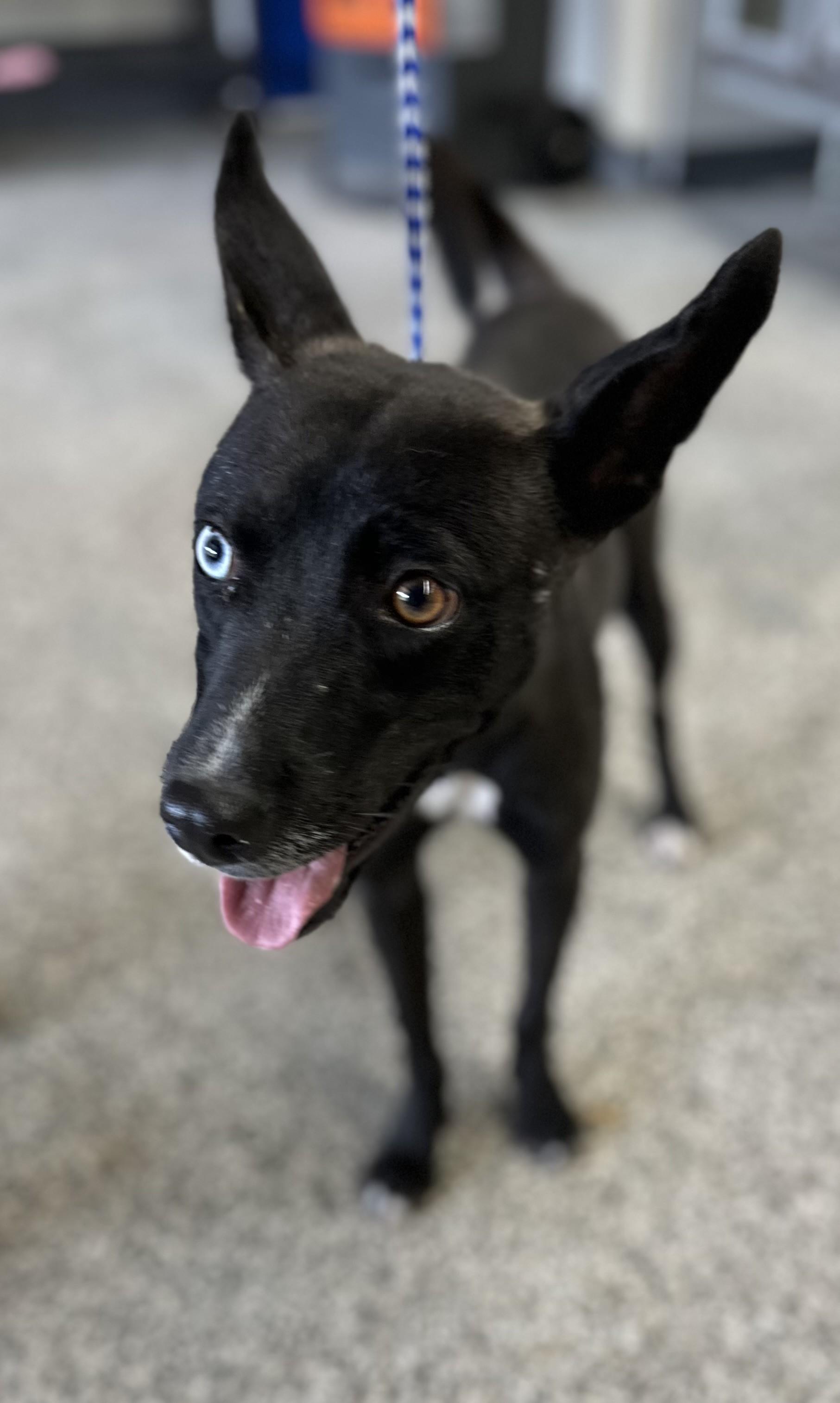 Melanie #4413 (MICROCHIPPED) (1011), a Adoptable mixed breed in Victorville, CA image 2/2